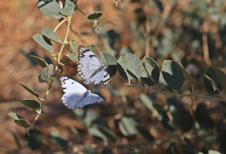 Dicle Vadisi'nde beyaz öncü kelebeklerin 'yumurta' telaşı
