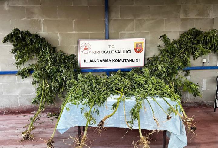 Kırıkkale'de esrar yetiştirilen eve operasyon: 1 gözaltı