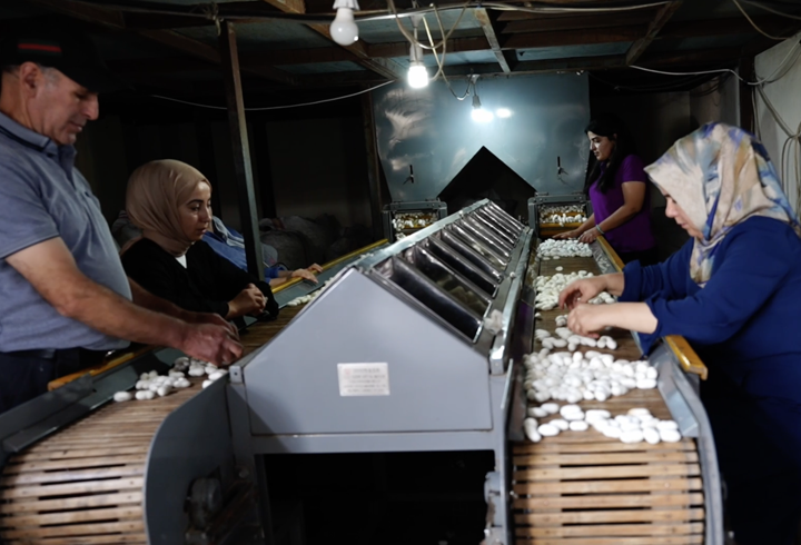 Diyarbakır’da ipek böcekçiliği, bin çiftçiye geçim kaynağı oluyor