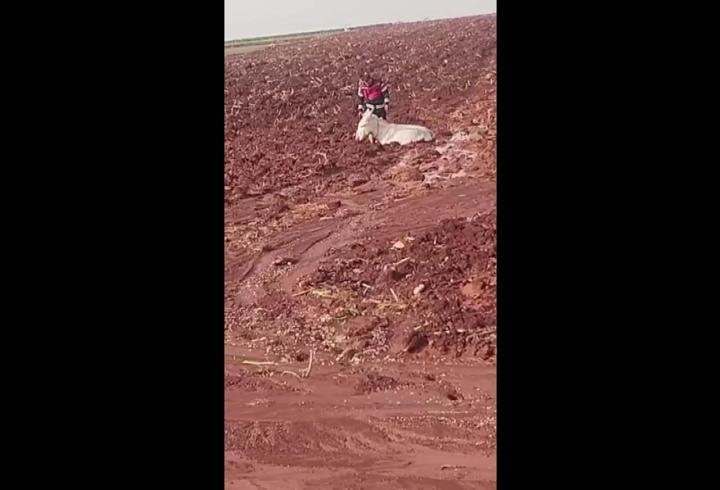 Çamura saplanan eşeği itfaiye kurtardı