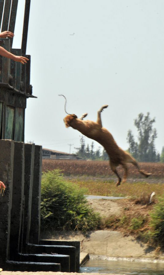 Sokak köpeğine işkence