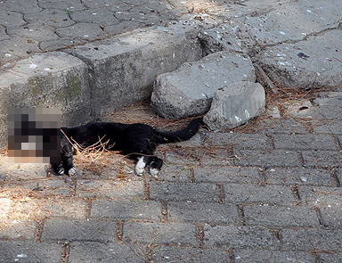 Nazillide kedi-köpek katliamı