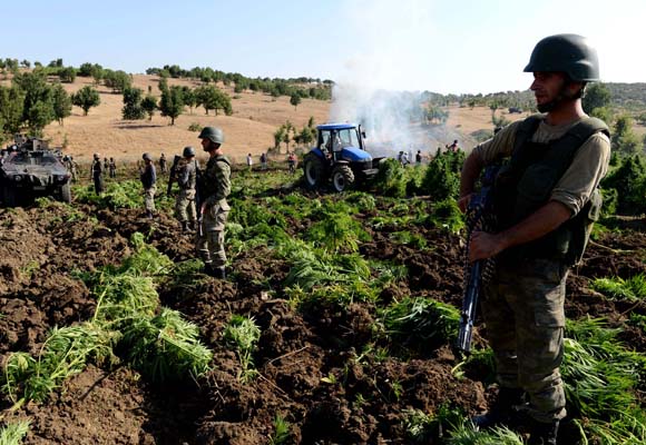 5,5 milyon kök kenevir imha edildi