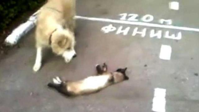 Kedinin köpeğe ölü numarası tuttu