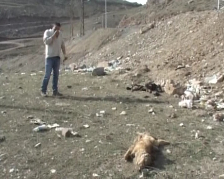 Hakkaride köpek katliamı