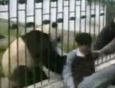 Panda saldırır mı demeyin