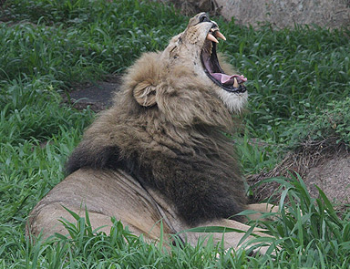 Sevgilisiyle sevişen kadını aslan parçaladı