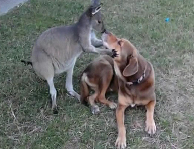 Kangru köpeğe aşık olunca..