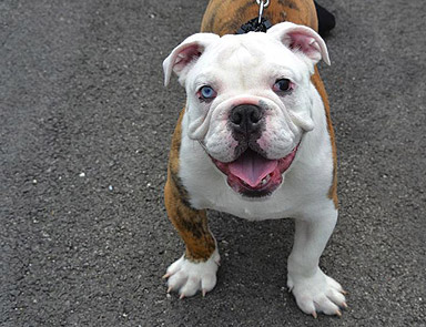 Gay bulldogu Facebook kurtardı