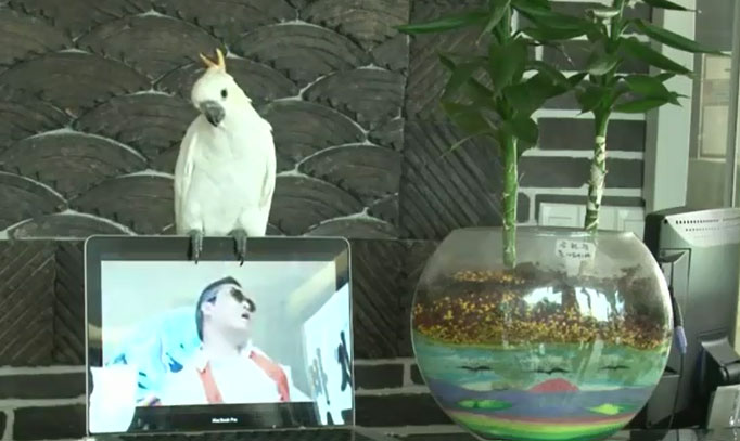 Bu papağan Gangnam Style söylüyor