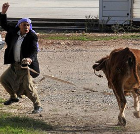 Boğa Yakalama Timi 24 saat görevde olacak