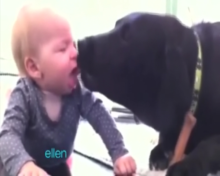 Köpek, bebeği yalaya yalaya doyamadı