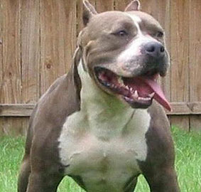 Tehlikeli tür köpek besleyene ceza geliyor