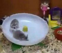 Bir çarkta iki hamster