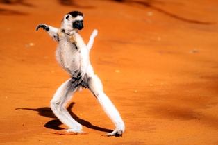 Madagaskar belgeseli,CNN TÜRKte