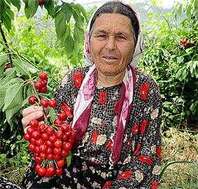 Vişnenin durdurulamayan yükselişi...