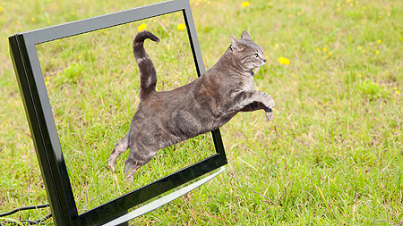 Birinci İnternet Kedi Videosu Festivali