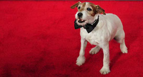 Artist köpeğinin kitabı çıkıyor