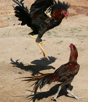 Horoz dövüşüne 129 gözaltı