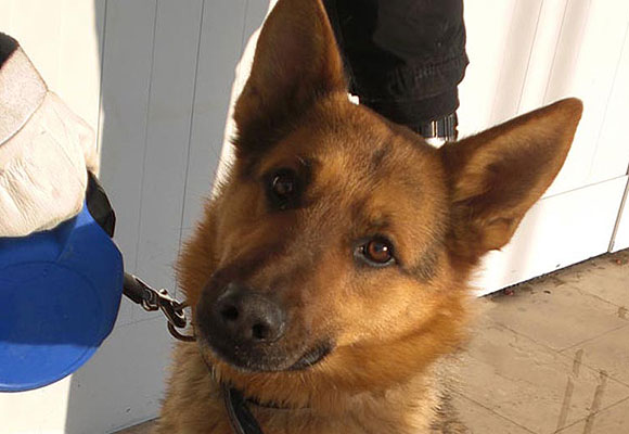 Köpeği yaralayan 7 öğrenciye uzaklaştırma