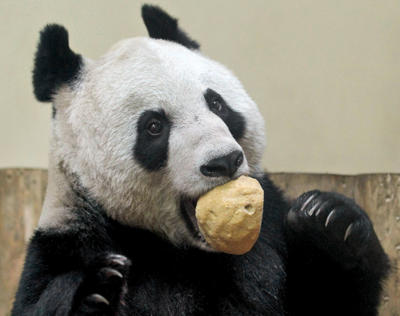Kek yiyen pandalar