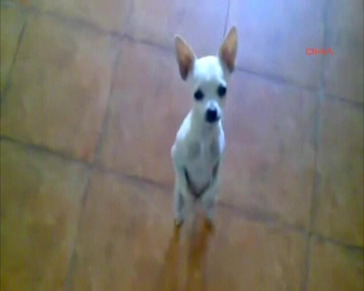 Dans eden köpek izleyenleri büyüledi
