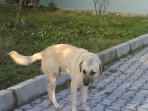 Köpeğe recm cezası