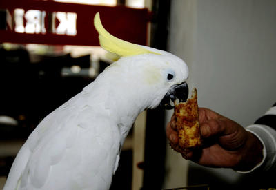 Lahmacun yiyen papağan