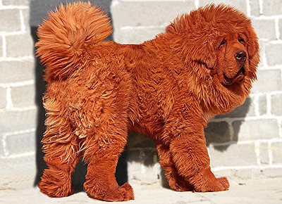 Dünyanın en pahalı köpeği