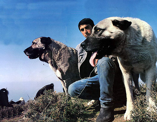 Kangal köpeğine yasak geldi