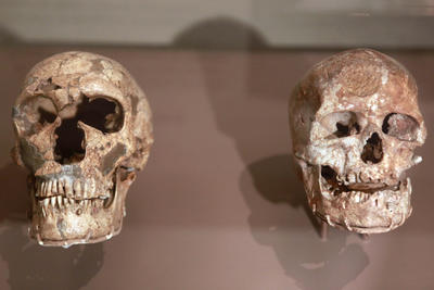 Homo Sapienslerle Neandertaller kaynaşmış