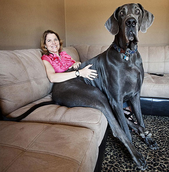 Devasa köpek George