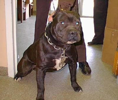 Pitbulları çiftleştirmek isterken 2. kattan düştü