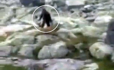 Bu görüntülerdeki yaratık Yeti mi
