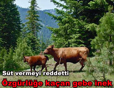 Özgürlüğe kaçan gebe inek vahşi sürü oluşturdu