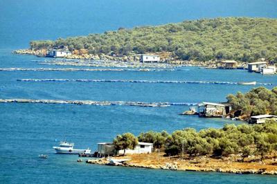 Güllük Körfezinin balık çiftliği kabusu