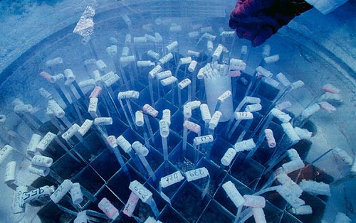 Müftüden sperm bankasına zina fetvası