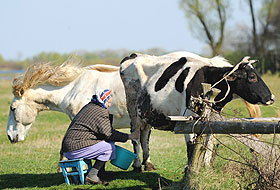 İyi et, süt ve peynirin sırrı aranıyor