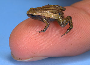 Pigme kurbağa