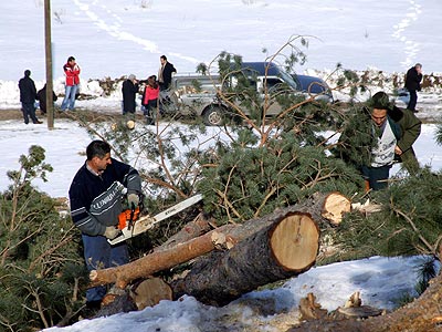 Kayakla atlama kuleleri için ağaç katliamı