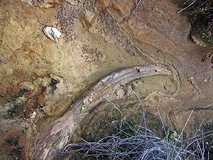 Mamut kalıntısı denilen kemik balina çenesi çıktı