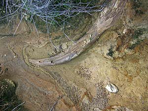 Santa Cruz Adasında mamut dişi bulundu