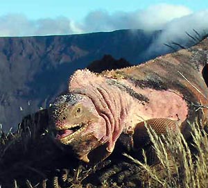 Darwinin gözden kaçırdığı pembe iguanalar