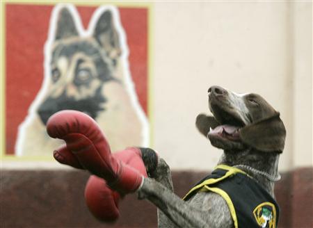 Kelebek gibi uçan arı gibi sokan köpek