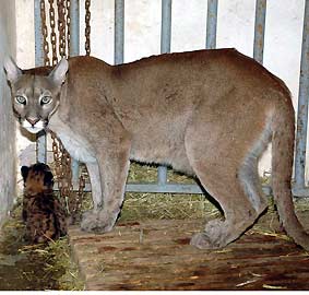 Antalyada yavru puma sevinci