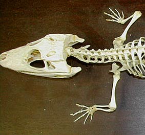 İzmire Hayvan İskeletleri Müzesi