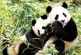 Çinde panda nüfusu artıyor