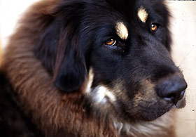 Sahte kloncu Tibet çoban köpeğini kopyaladı