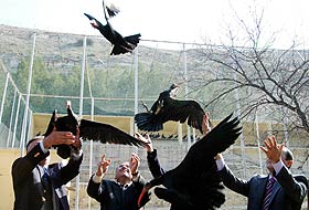 Birecikte kelaynakların sayısı arttı