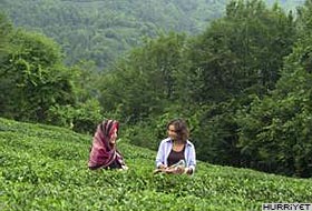 Çay üreticisi 1 YTLlik fiyatta ısrarlı